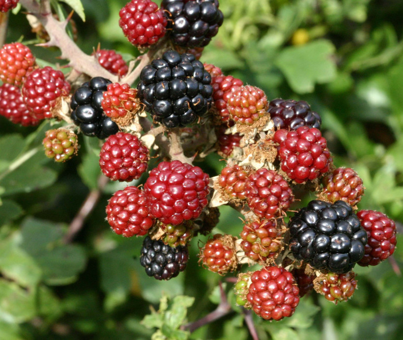 Böğürtlenin faydaları nelerdir? Böğürtlen nelere iyi gelir?  - Resim: 1