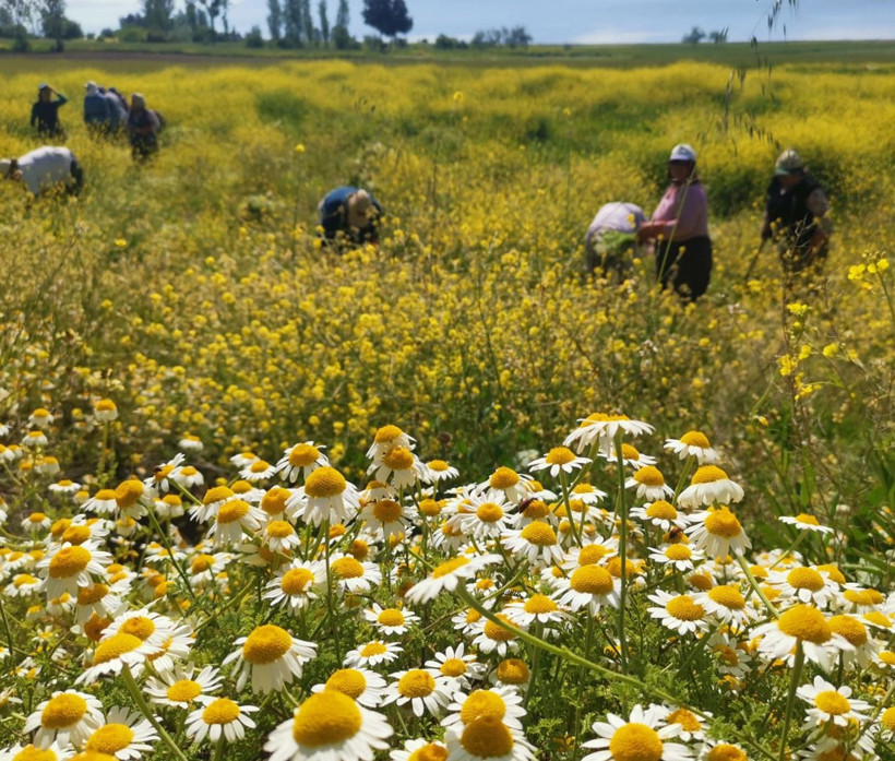 Burdur'da papatyadan üretiliyor bu yağın litresi 40 bin lira - Resim: 1