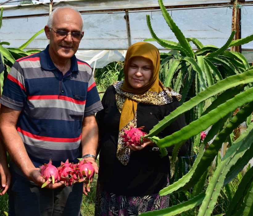 Muğla domatesten umudu kesti şimdilerde yetiştirdiği meyvenin tanesi 15 TL - Resim: 1