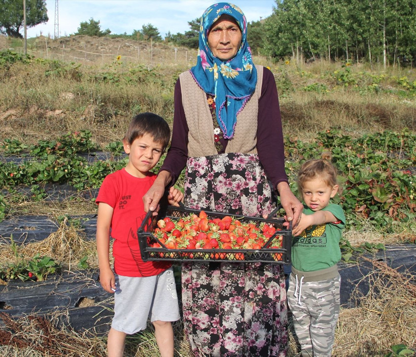 Devlet desteğiyle 60 yaşında çilek üretimine başladı - Resim: 2