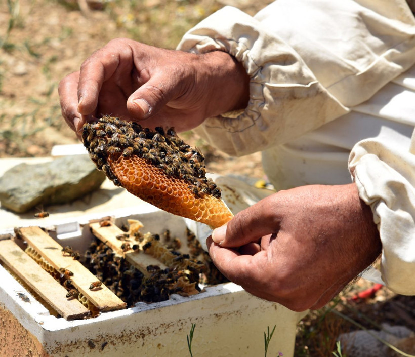 Bitlis’te üretiliyor tüm Türkiye’ye satılıyor - Resim: 4