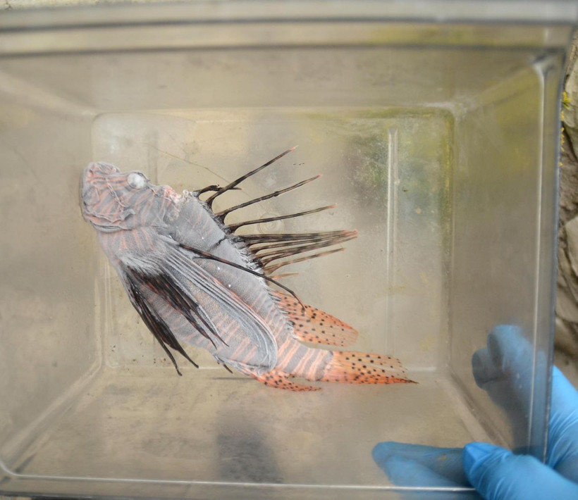 Kuşadası'nda zehirli Aslan balığı yakalandı! Hayatımda ilk kez gördüm - Resim: 3