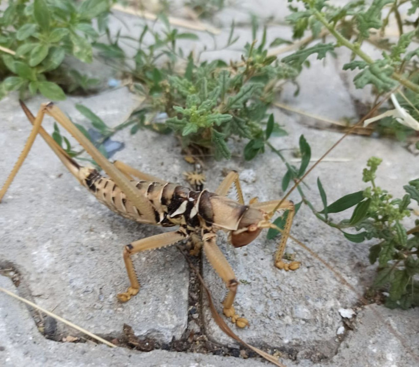 Tunceli’de etçil dev çekirge "Çağaboğan" görüntülendi - Resim: 1