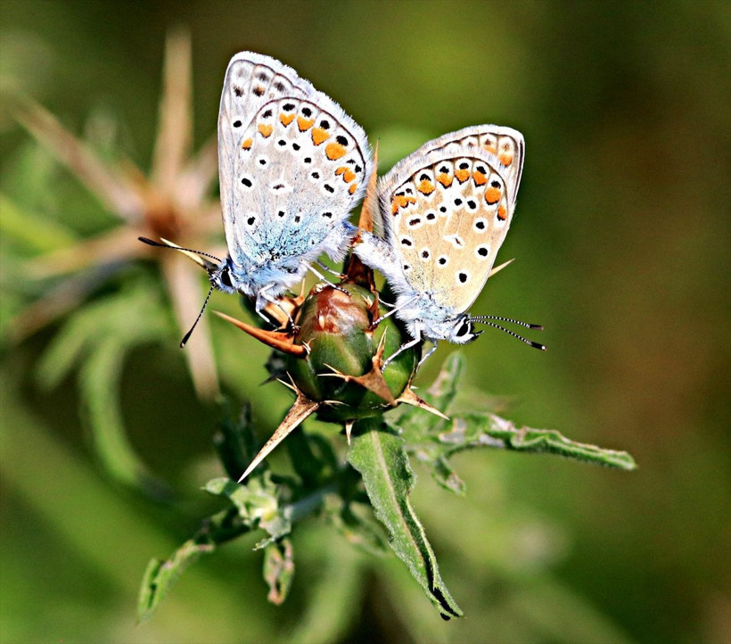 Yeşilırmak Deltası'nda renkli yaşam - Resim: 4