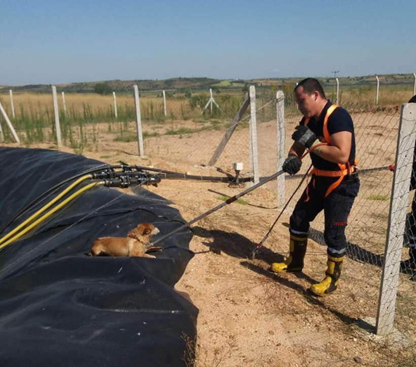 Edirne'de köpek yavrusuyla atık havuzuna düştü! Herkes seferber oldu - Resim: 2