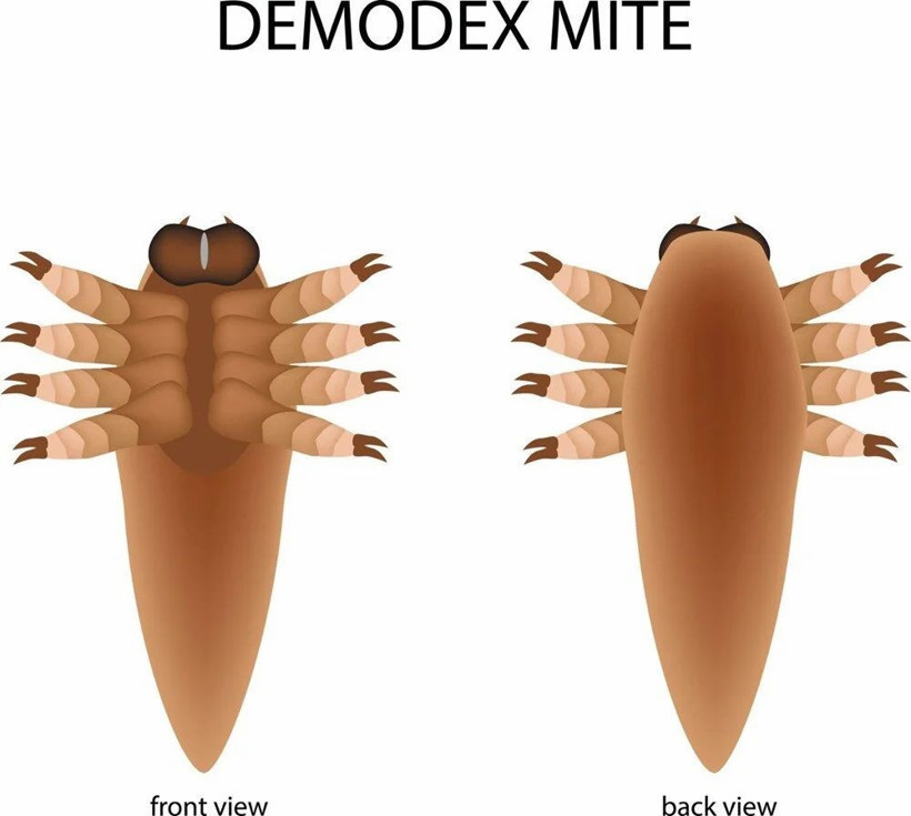 Demodex nedir? İnsan yüzünde milyonlarcası yaşıyor - Resim: 4
