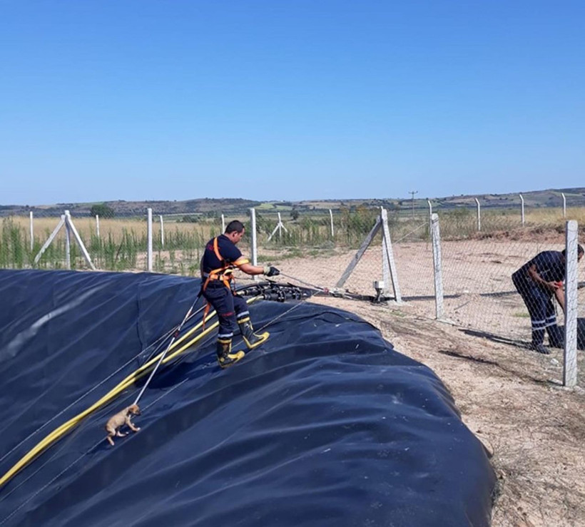 Edirne'de köpek yavrusuyla atık havuzuna düştü! Herkes seferber oldu - Resim: 3