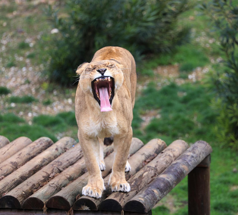 Cumhurbaşkanı Erdoğan'a 2 yıl önce hediye edilen aslanlar bakın ne oldu! - Resim: 2