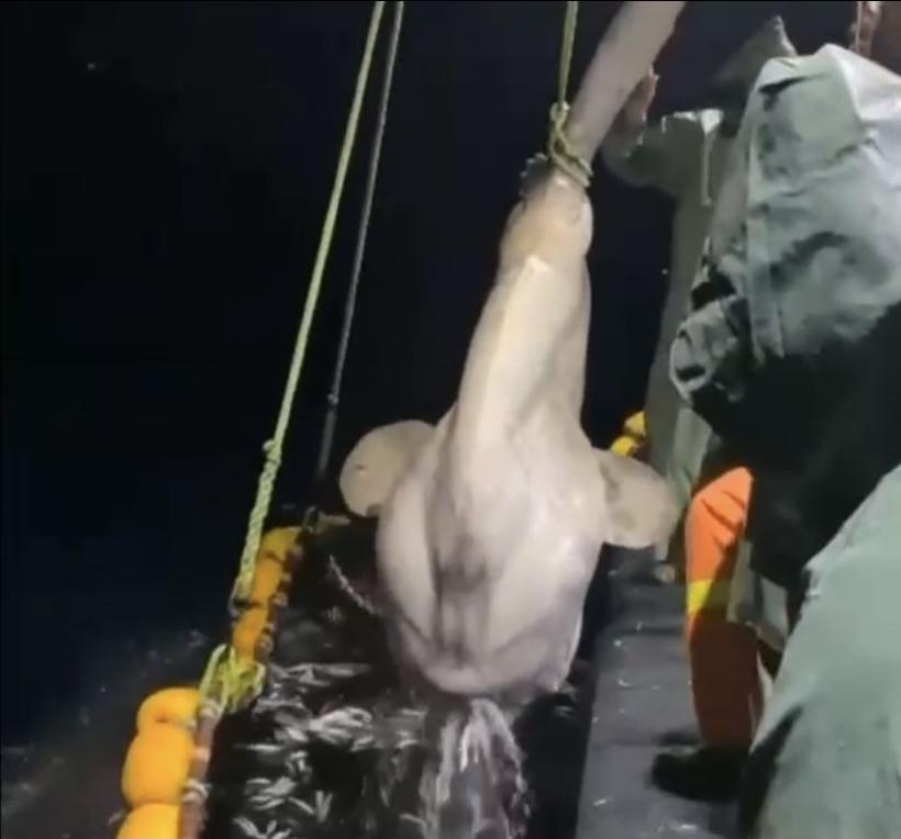 Kuşadası açıklarında balıkçıların ağlarına takıldı görenler gözlerine inanamadı - Resim: 1