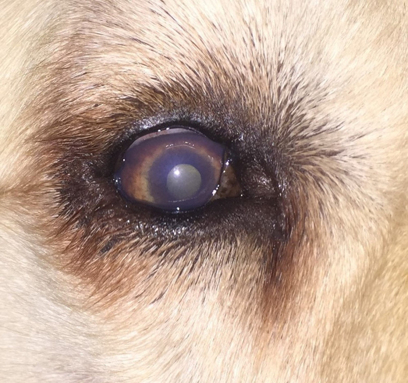 Köpeğinizin gözünde akıntı varsa dikkat! - Resim: 4