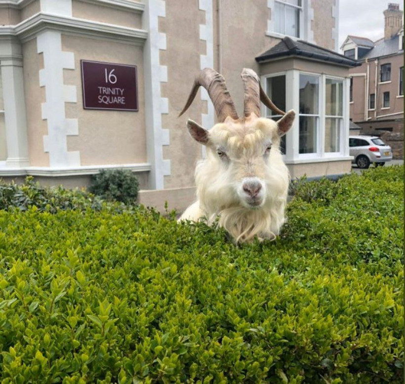 Koronavirüs nedeniyle boş kalan sokaklara yabani keçiler indi - Resim: 4