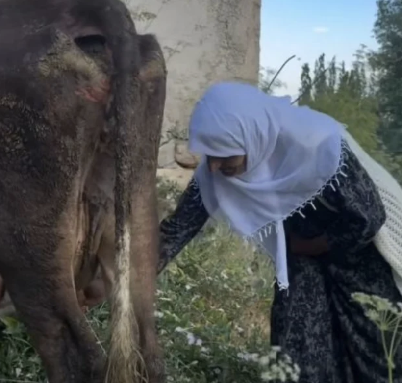 Hakkari'de ineği ölen teyze Türkiye'yi ağlatmıştı! Gereken yapıldı... - Resim: 3