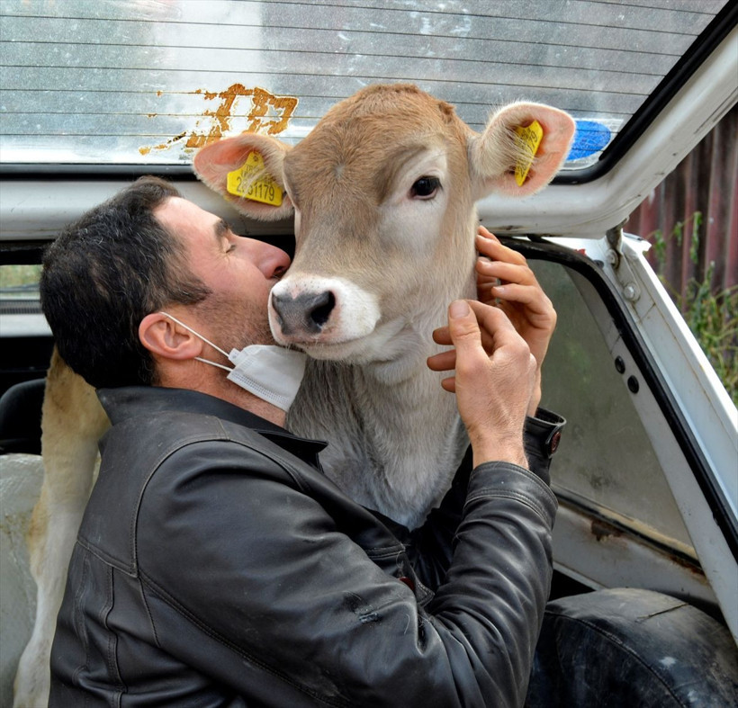 Sivas'ta 18 yıl sonra ikinci dana Ferhat vakasıı - Resim: 1