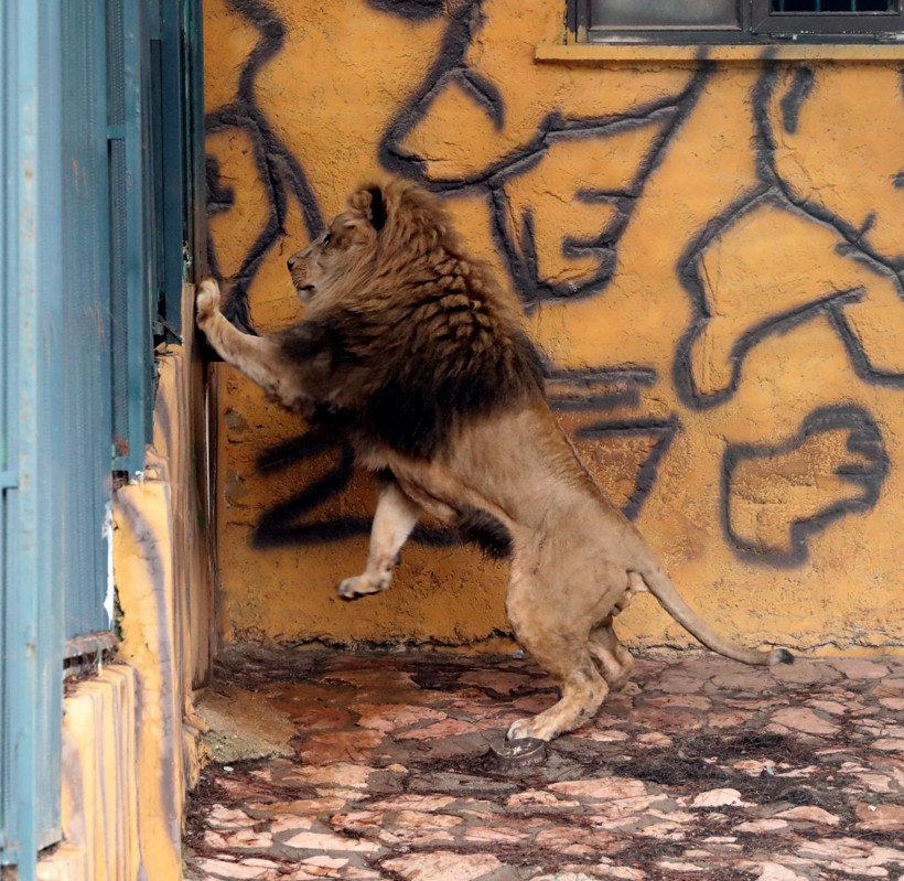 Cumhurbaşkanı Erdoğan'a 2 yıl önce hediye edilen aslanlar bakın ne oldu! - Resim: 3