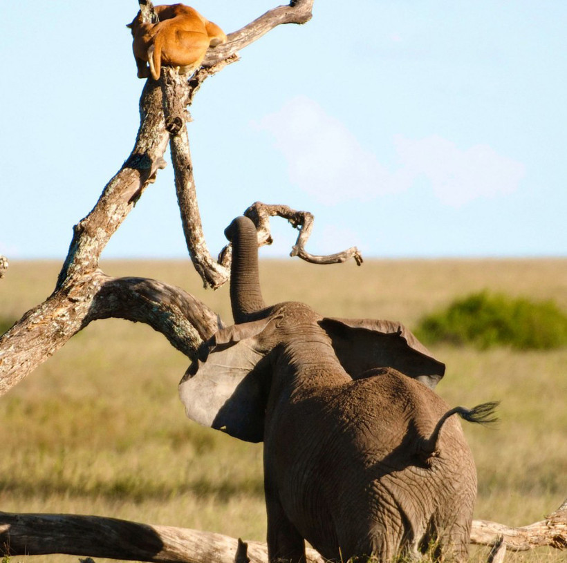 Aslan korkudan ağaca çıktı! - Resim: 2