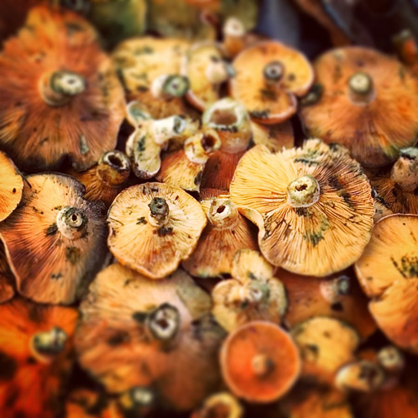 Ormandan toplayıp 40 liraya satıyorlar - Resim: 4