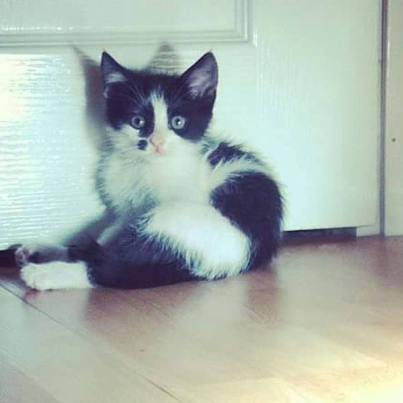 Kedilerin dünyayı fethettiğinin bilimsel kanıtı! - Resim: 3