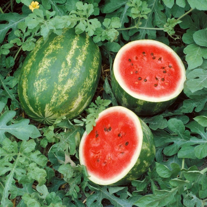 Karpuz çekirdeği çayının muhteşem faydaları - Resim: 3