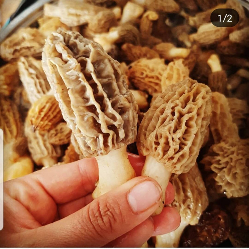 Kuzu göbeği adıyla biliniyor! Bu mantar şifa dağıtıyor - Resim: 1