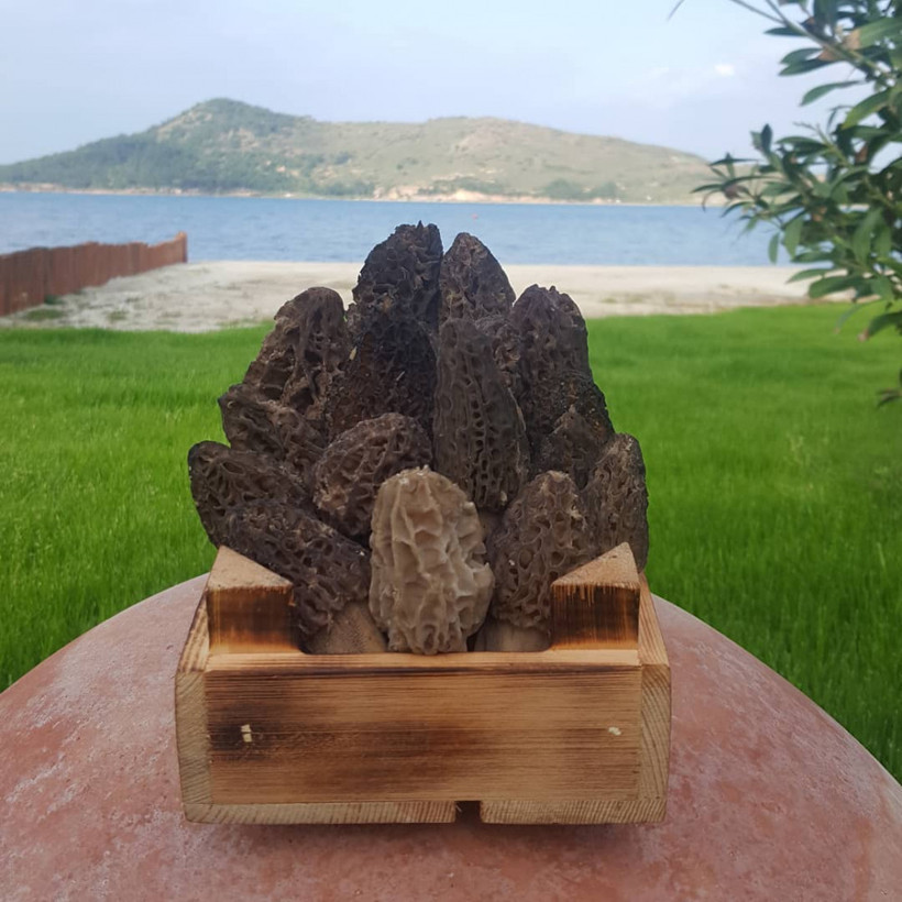 Kuzu göbeği adıyla biliniyor! Bu mantar şifa dağıtıyor - Resim: 3