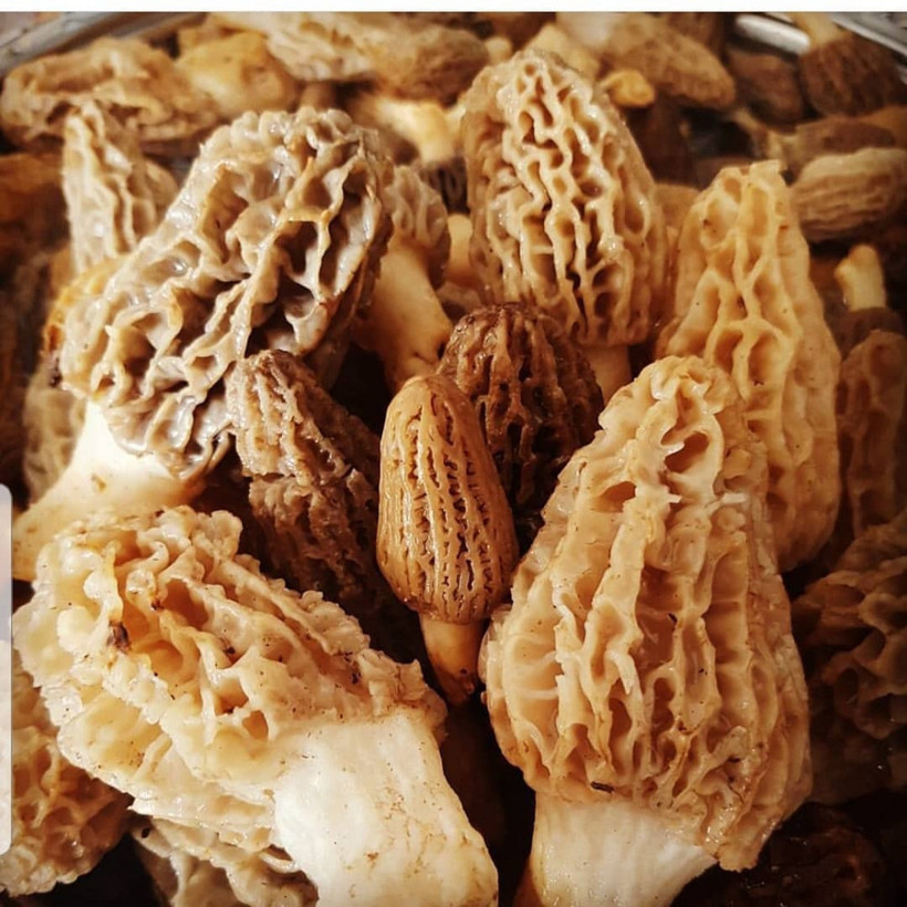 Kuzu göbeği adıyla biliniyor! Bu mantar şifa dağıtıyor - Resim: 4