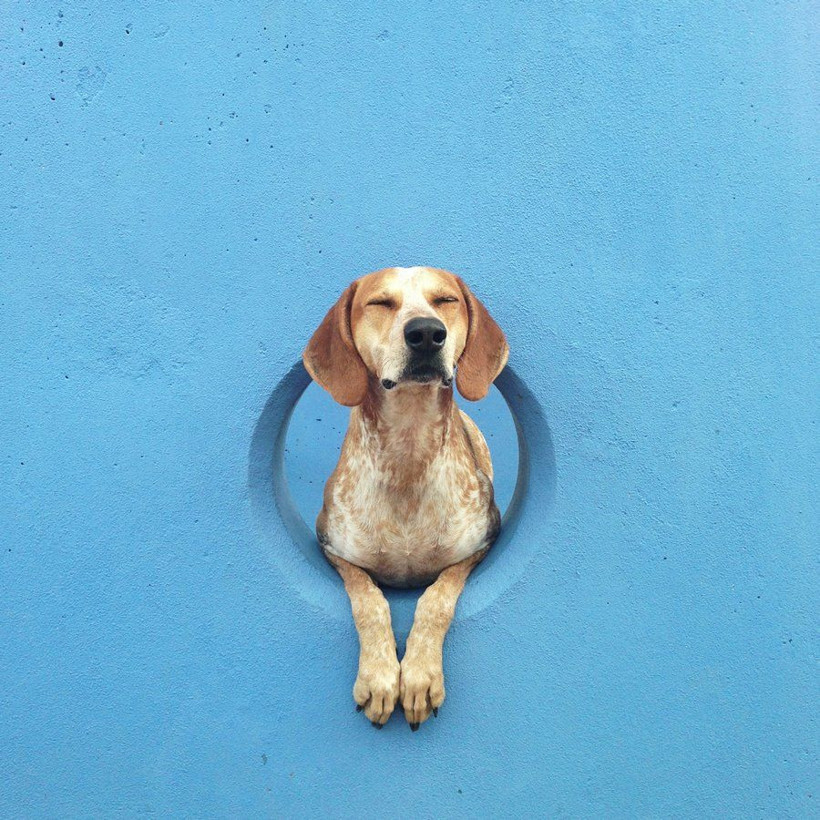 Artist olacak köpeğin verdiği pozlara bakın - Resim: 4