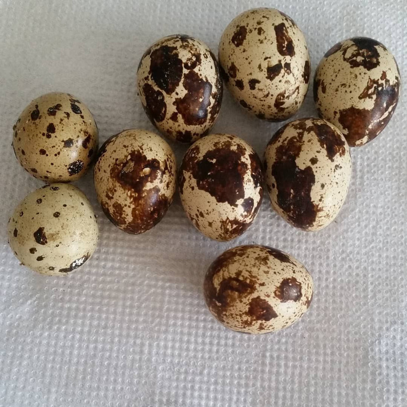 Bıldırcın yumurtasının faydaları saymakla bitmiyor Cinsel güçten... - Resim: 1