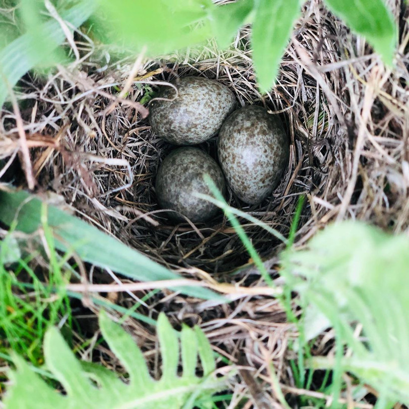 Bıldırcın yumurtasının faydaları saymakla bitmiyor Cinsel güçten... - Resim: 2