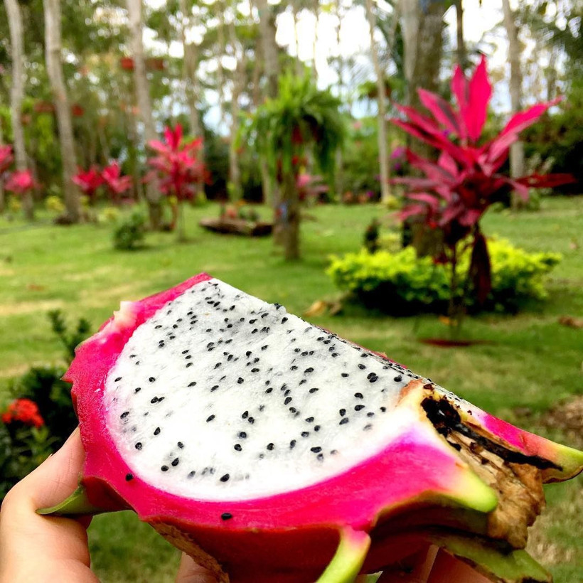 Ejder meyvesi nedir neye iyi geliyor kalbi gençleştiriyor! - Resim: 1