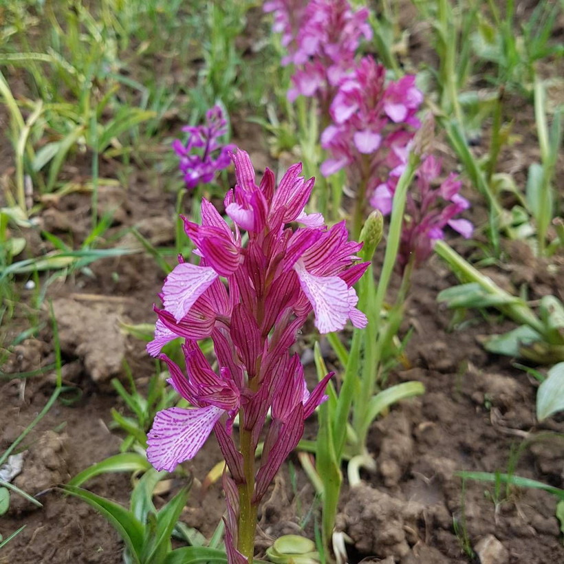 Samsun'da yetiştirilen Salep Orkidesi'nin kilosu dudak uçuklattı! - Resim: 2
