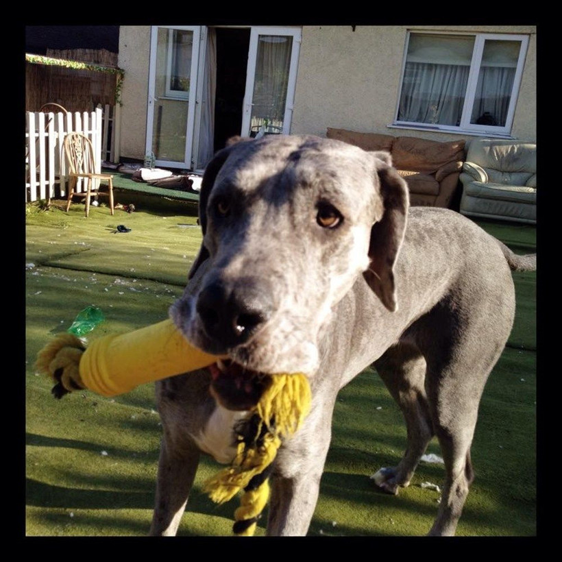 Freddy 'Dünyanın en uzun köpeği' unvanına sahipti! 8 yaşında hayatını kaybetti - Resim: 3