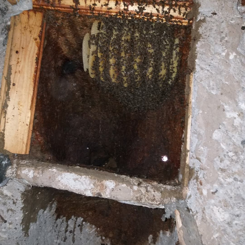 60 kişi bu işi yapıyor Kilosu 500 TL! Peribacalarında üretiyor yıllık kazancı şaşırttı - Resim: 4