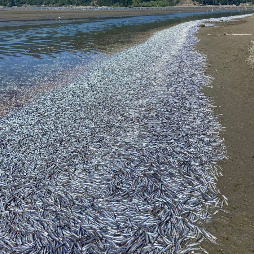 Görenler inanamadı! O şehirde gökten yağmur değil hamsi yağdı - Resim: 1