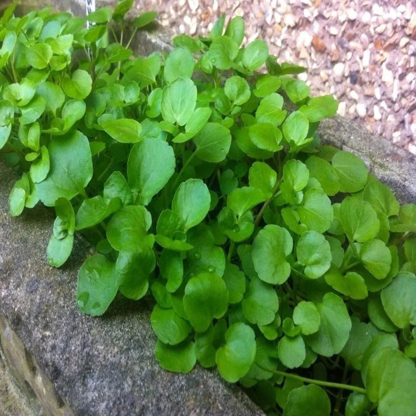 Ne ıspanak ne lahana! En faydalı yeşillik belli oldu - Resim: 2