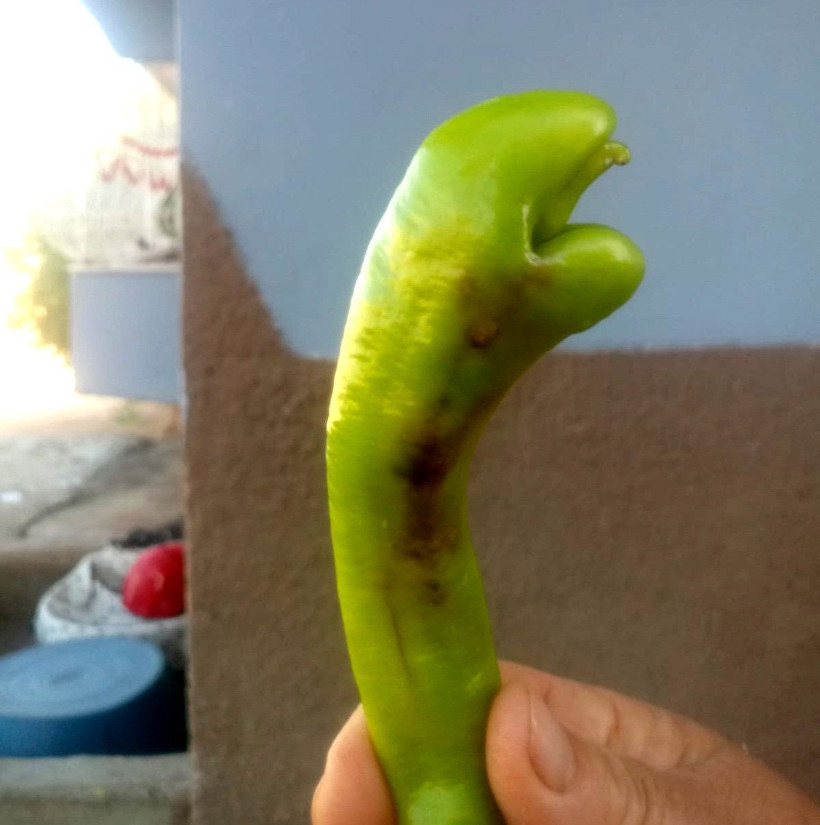 Yılan başlı biber renk değiştirdi Adıyaman'da ikinci kez görüldü - Resim: 2