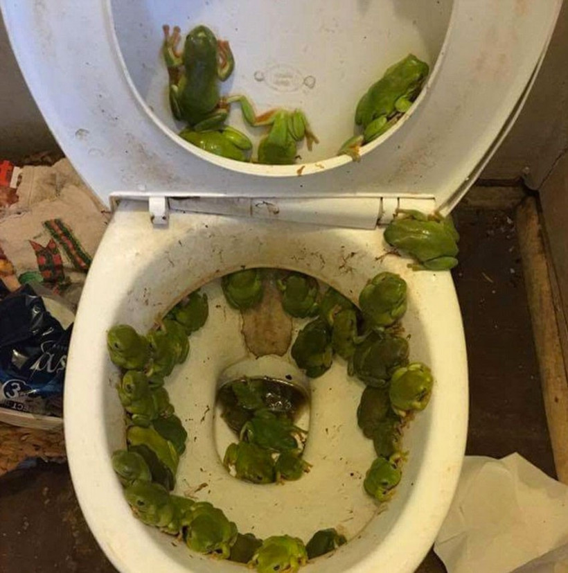 Klozetin kapağını açtı kurbağalarla karşılaştı korkunç... - Resim: 2