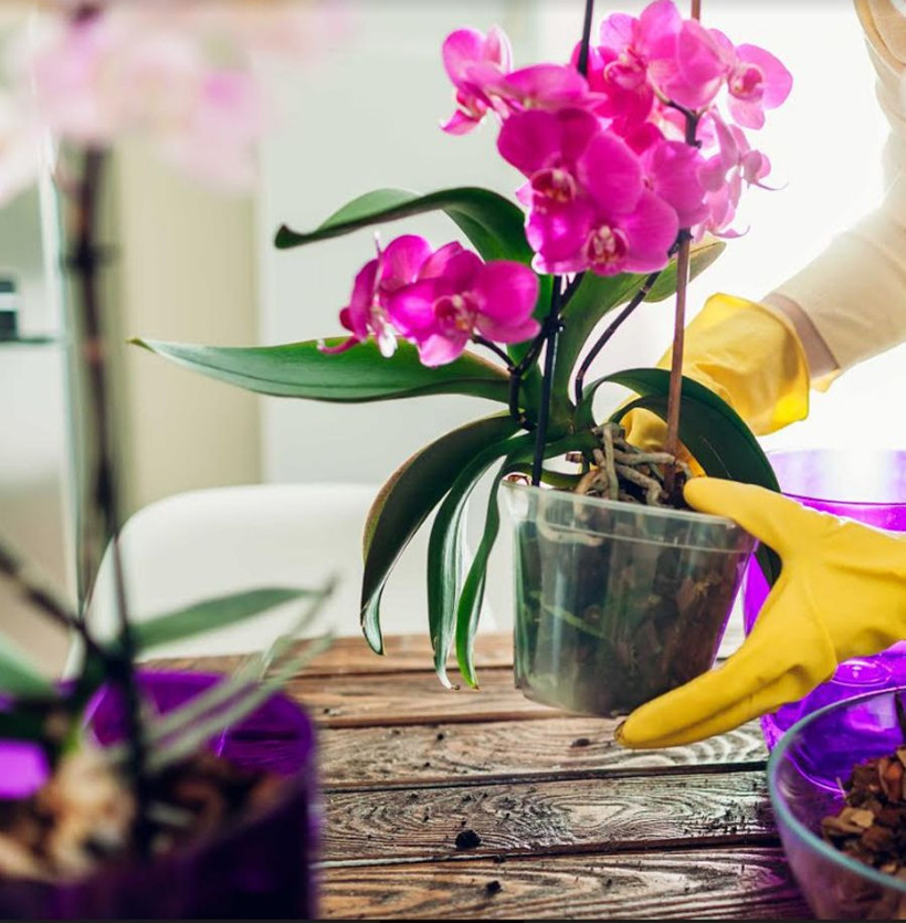 Kış çiçek bakımında dikkat etmeniz gerekenler üstlerini örtün! - Resim: 2