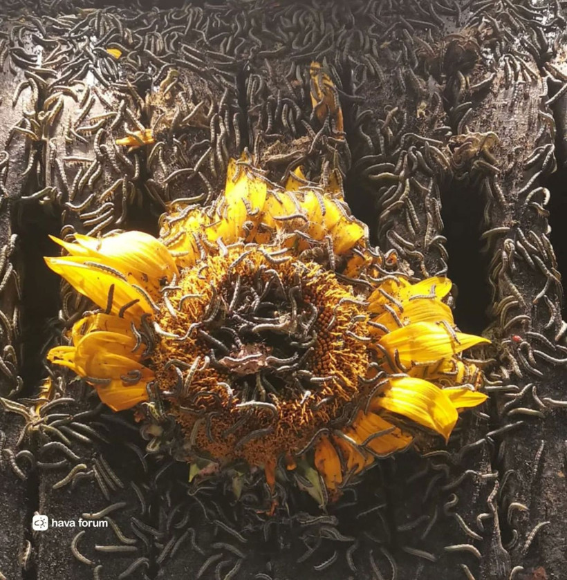 Çayır tırtılı Trakya bölgesini sardı! Çiftçiler her yerden çıkıyor ayçiçeğine dadandı diyor - Resim: 2