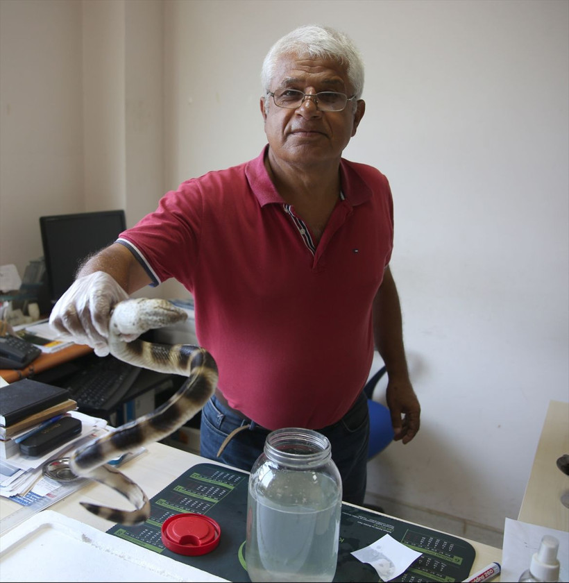 Atlas Okyanusunu geçen eğerli yılan balığı Antalya'da ortaya çıktı! - Resim: 2