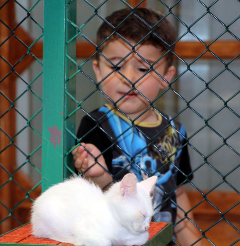 10 yavru doğurup rekor kırmıştı! 'Nazlı' kedi ve yavrularına ziyaretçi ilgisi! - Resim: 4