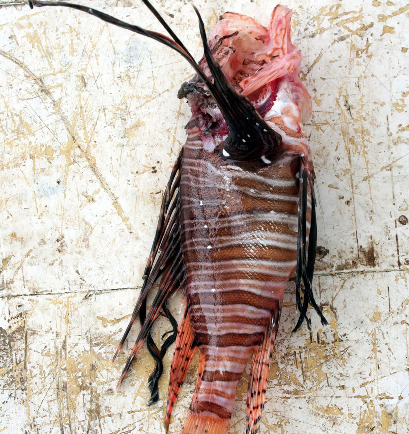 Mersin'de yakalandı uzmanlardan kritik uyarı geldi! Hemen hastaneye başvurun - Resim: 4