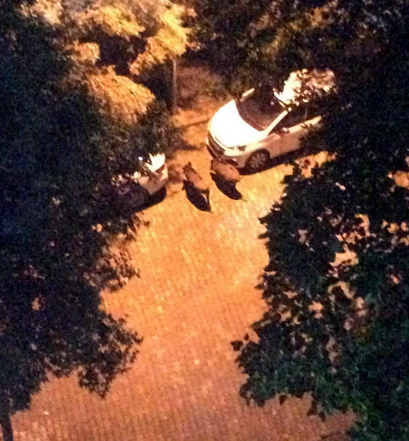 Kuşadası'nda sürü halinde görülmüşlerdi! Nedeni belli oldu - Resim: 2