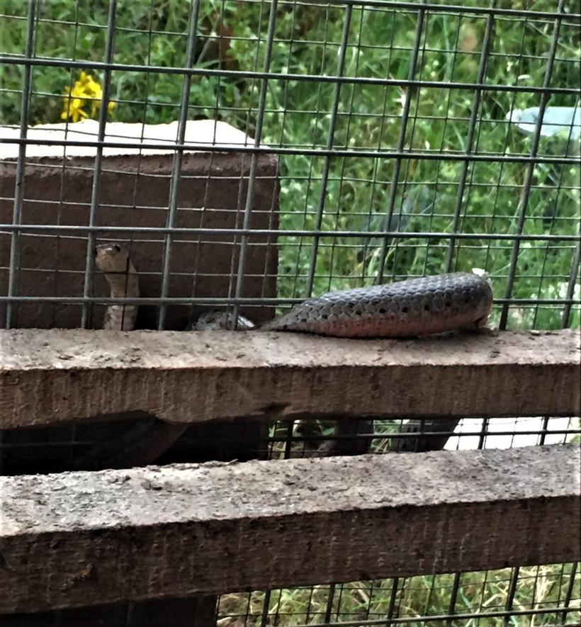 Bu görüntüler Denizli'den! Bir anda tellere sıkışınca... - Resim: 1