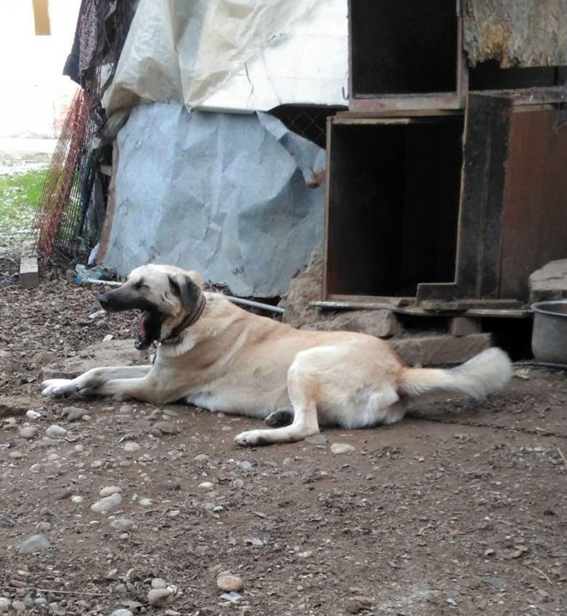 Antalya'da havlamasına kızdığı Duman'ı tüfekle vuran çocuğa para cezası - Resim: 4