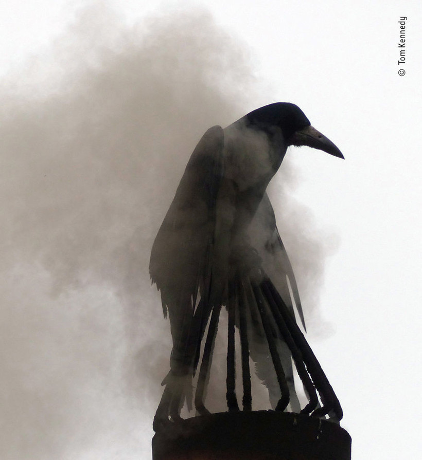 2018'in en iyi yaban hayatı fotoğrafları - Resim: 2