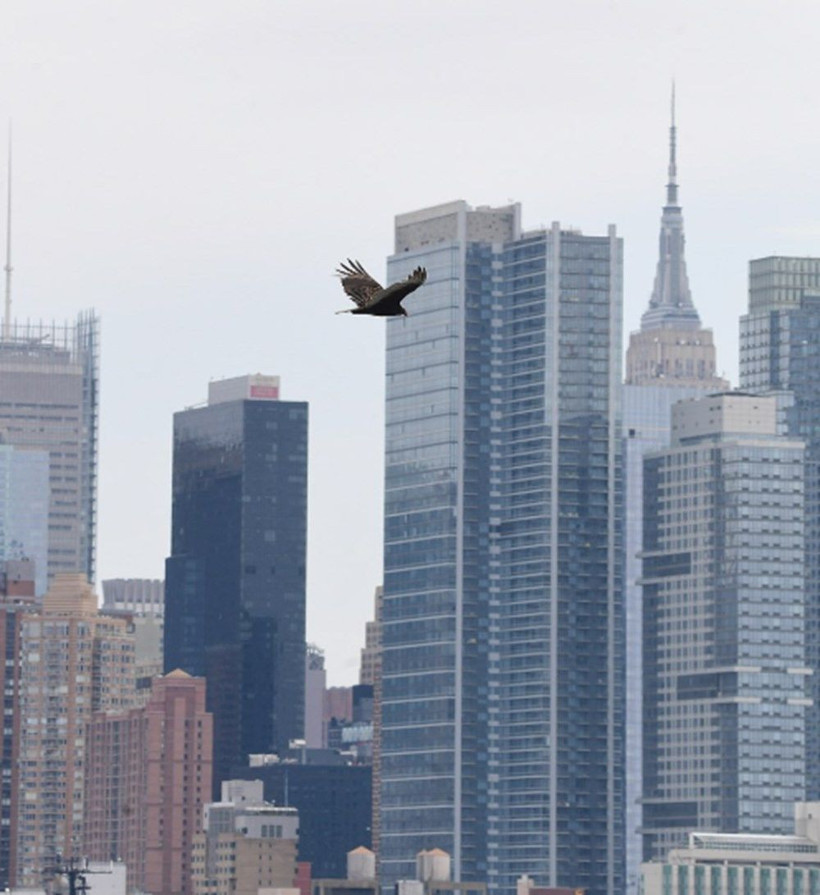 Koronavirüsten ölümler arttı her yer ceset oldu akbabalar şehrin üstünde uçmaya başladı - Resim: 3