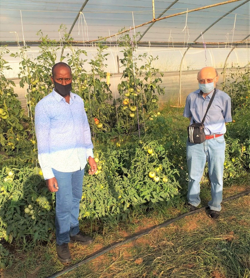Somalili öğrencilerden Türkiye rekoru Tekirdağ'da domatesin ağırlığı şaşırttı - Resim: 1