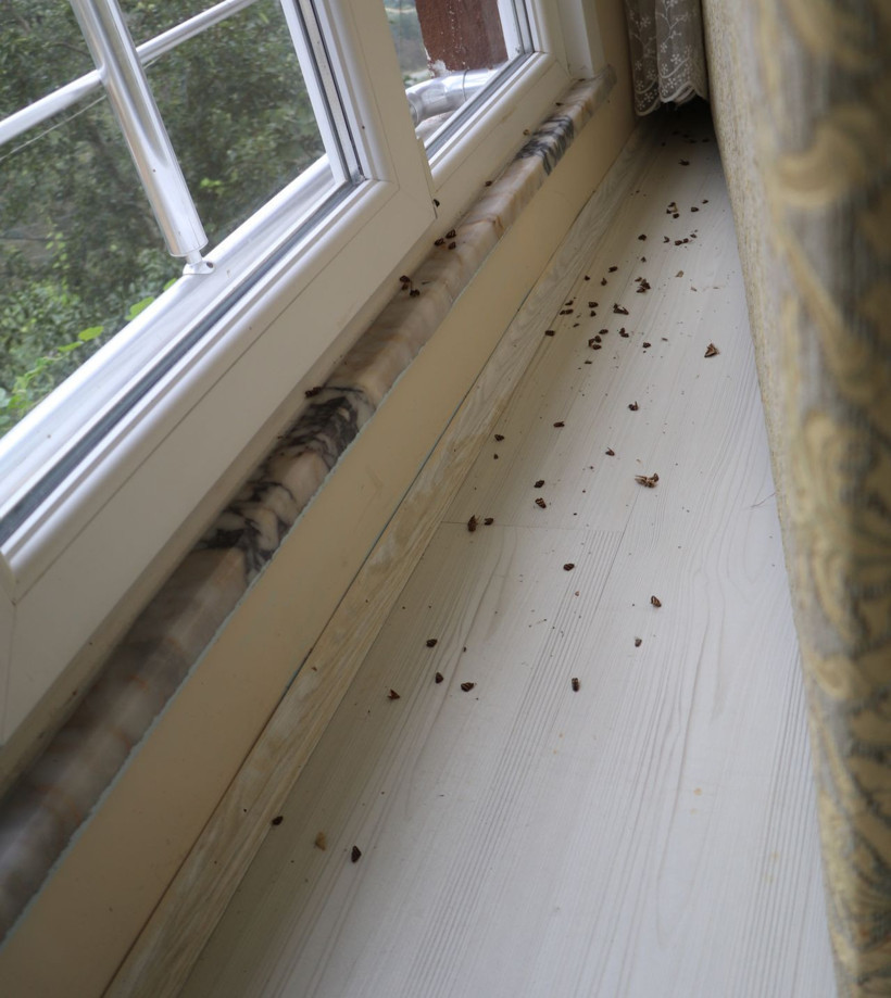 Rize de Vampir Kelebek ile mücadele - Resim: 3