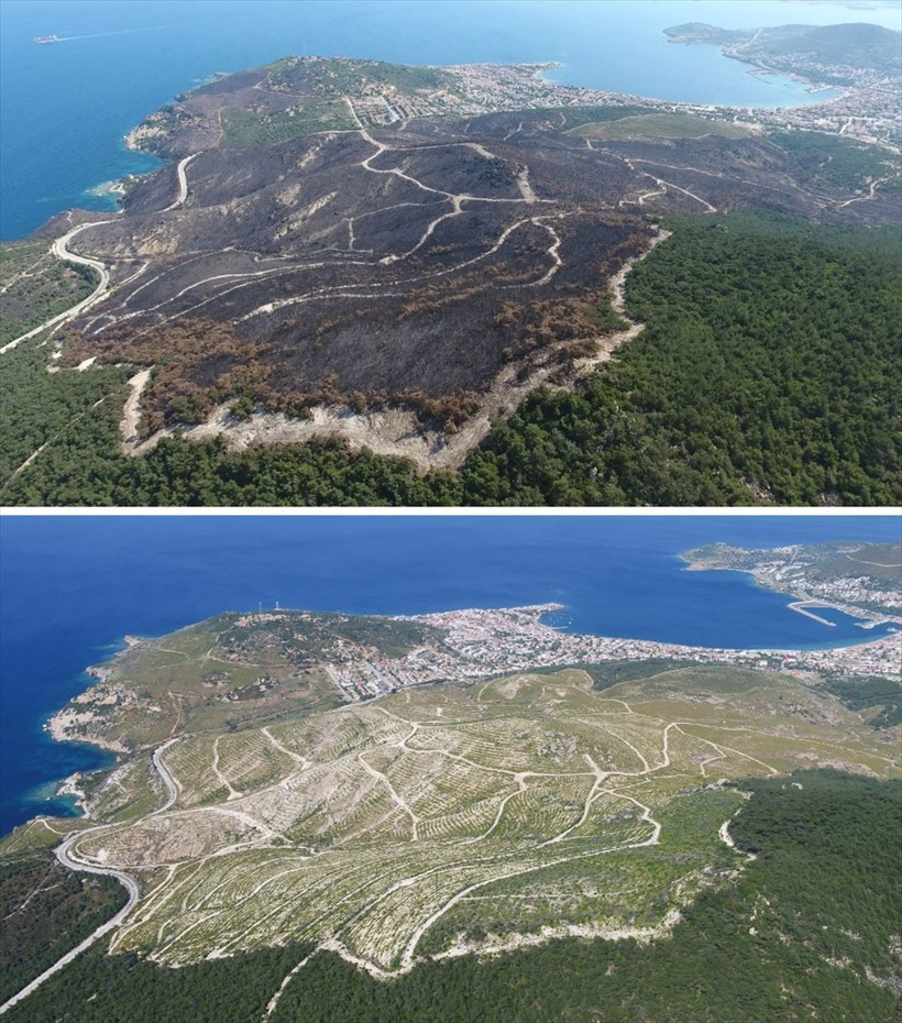 Yanan ormanların önceki ve şimdiki hali tek tek yayınlandı - Resim: 4