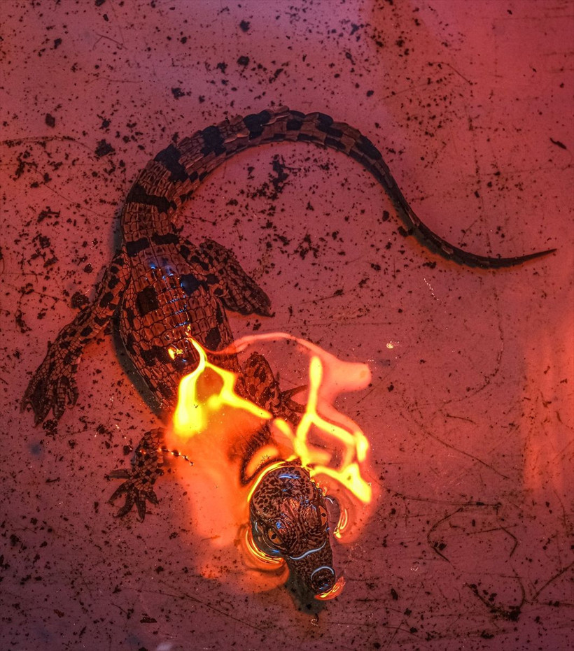 Tuzla Viaport Marina'da 9 Nil timsahı dünyaya merhaba dedi - Resim: 1